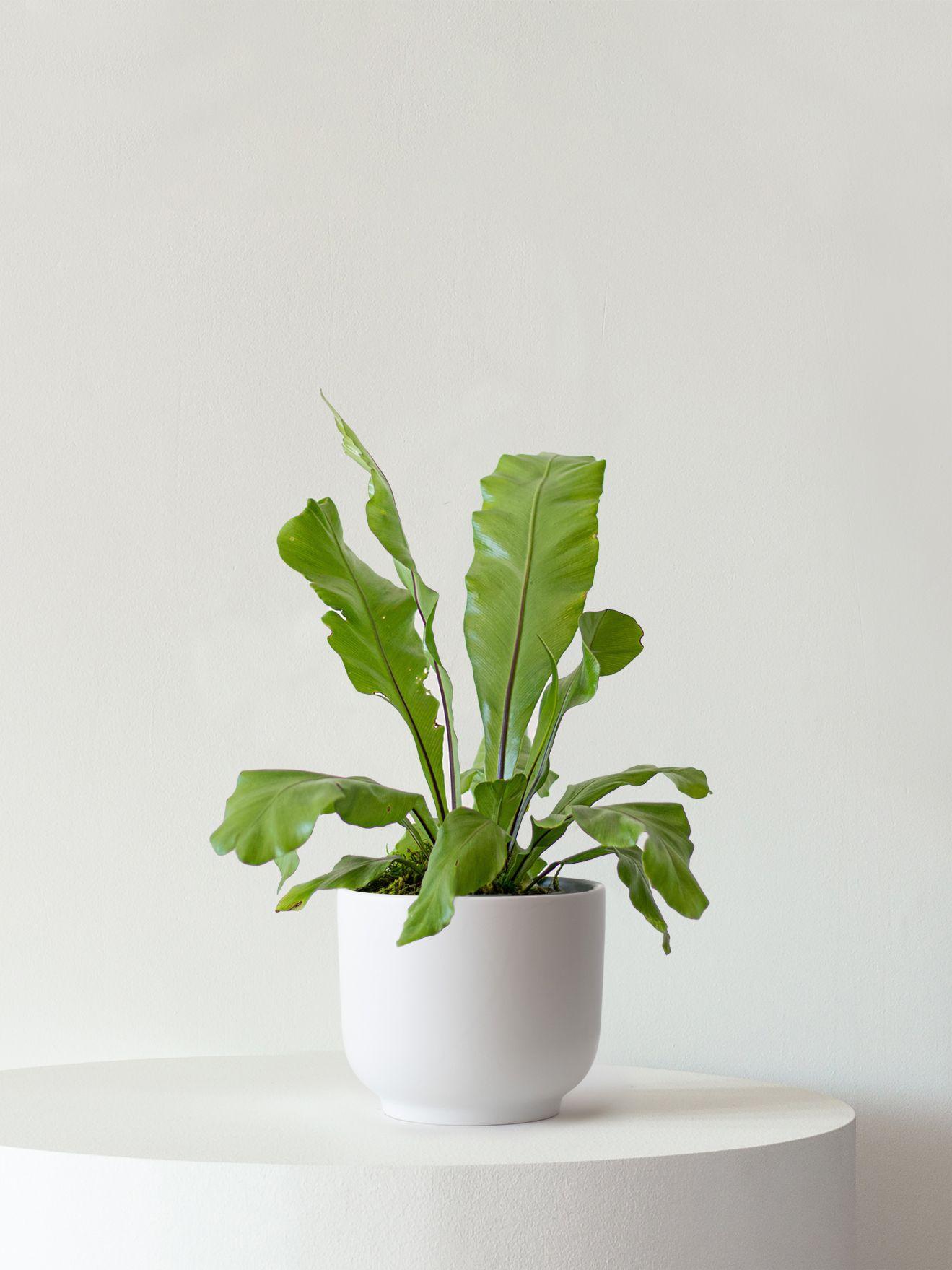 Bird's Nest Fern - Black Ceramic