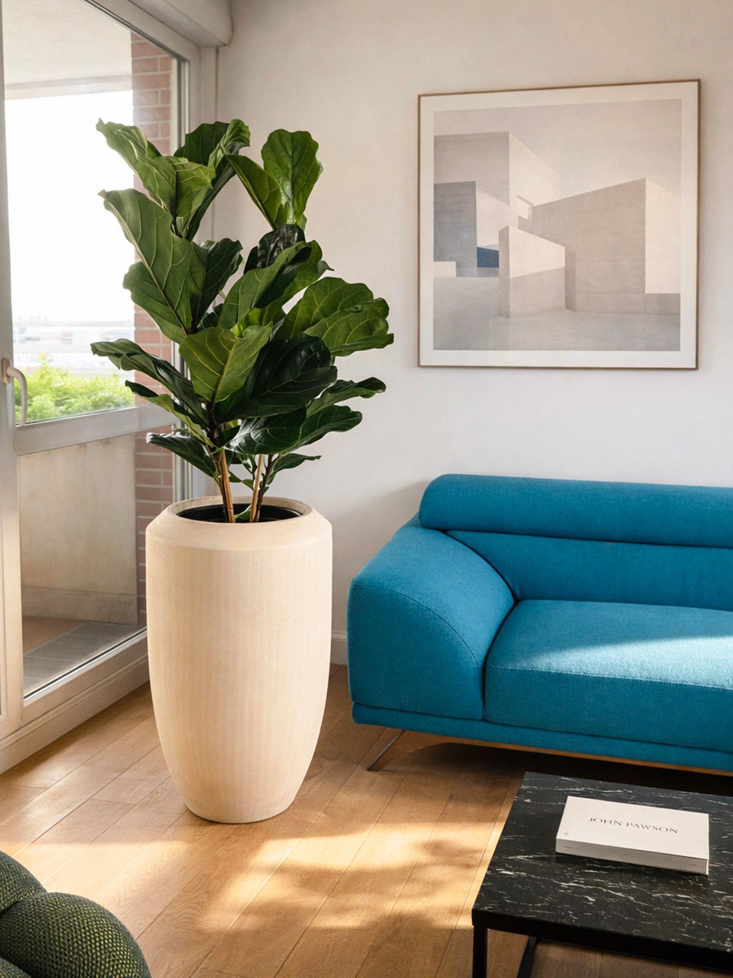 Ficus Lyrata Buisson