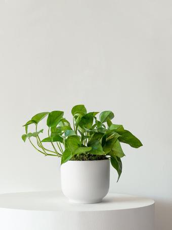indoor plants picture