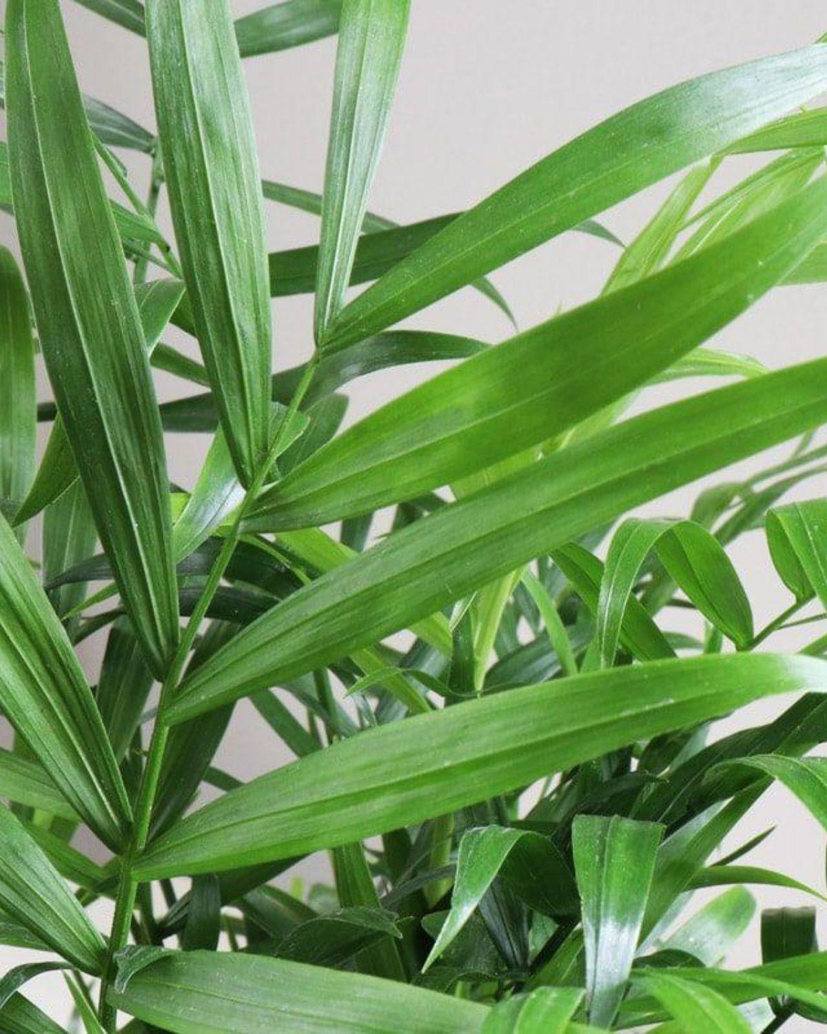 indoor plants to buy Pothos N'joy Live Houseplant main image 0