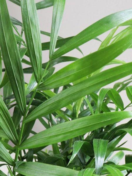 Parlor Palm