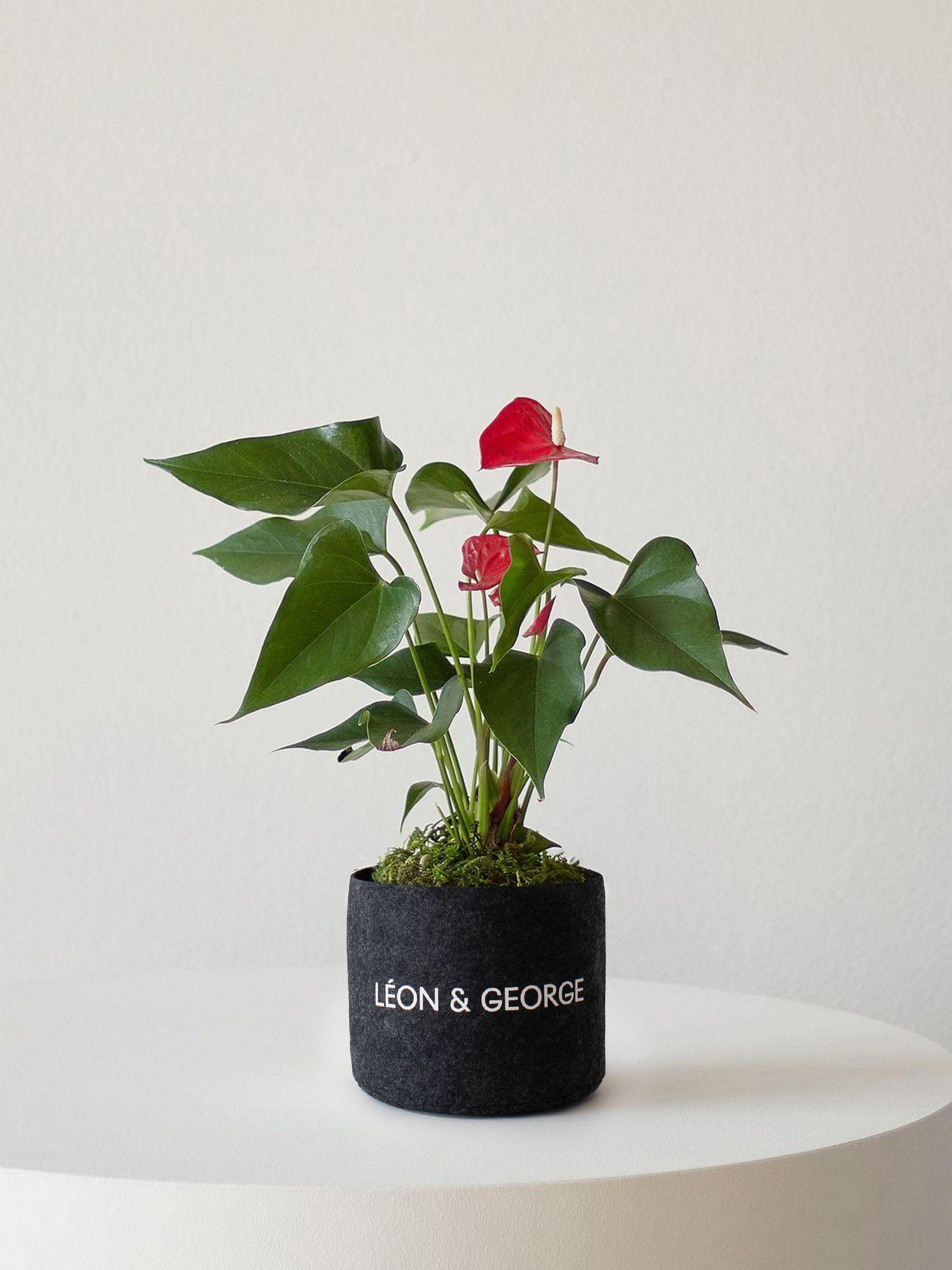 Anthurium - King of Hearts