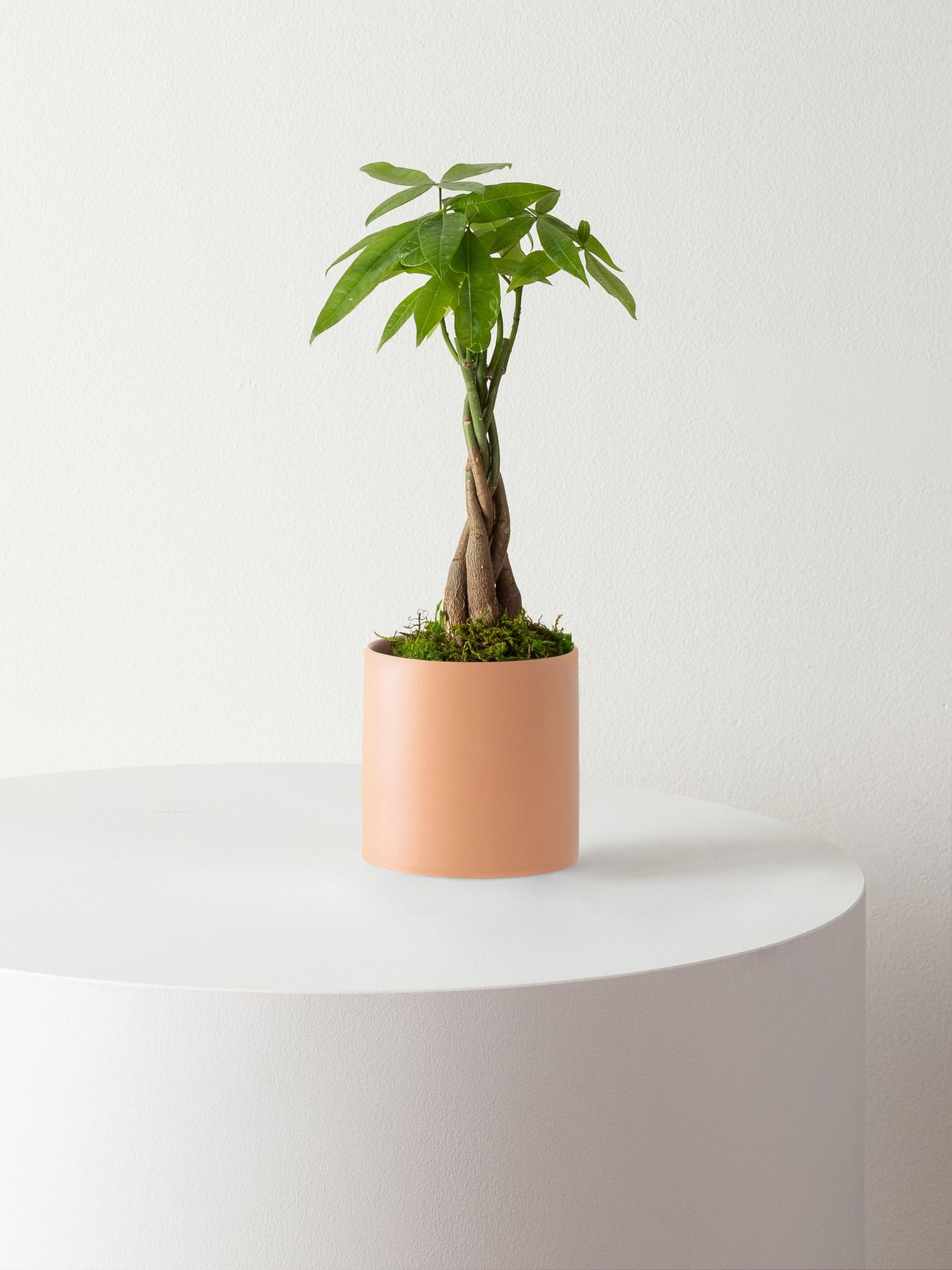 Braided Money Tree - Coral Ceramic