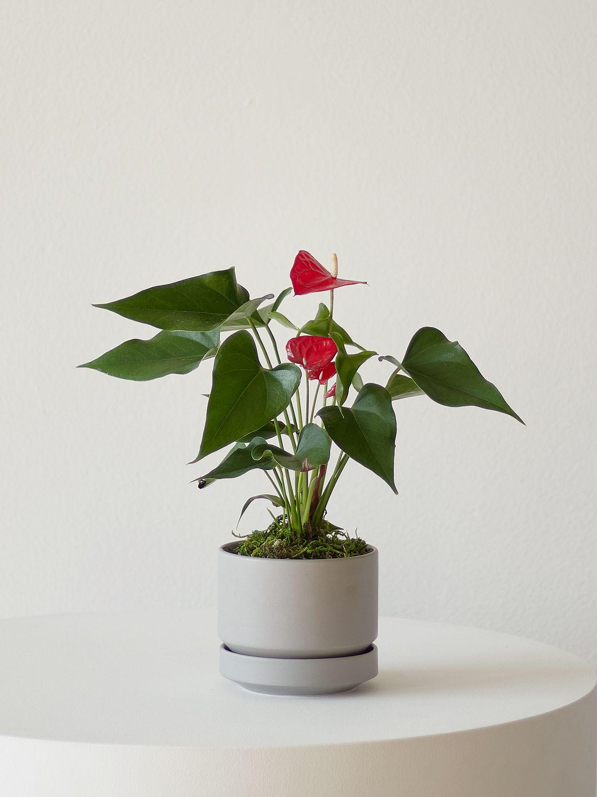 Anthurium - King of Hearts Small (8-12 inches tall) + Scandinavian