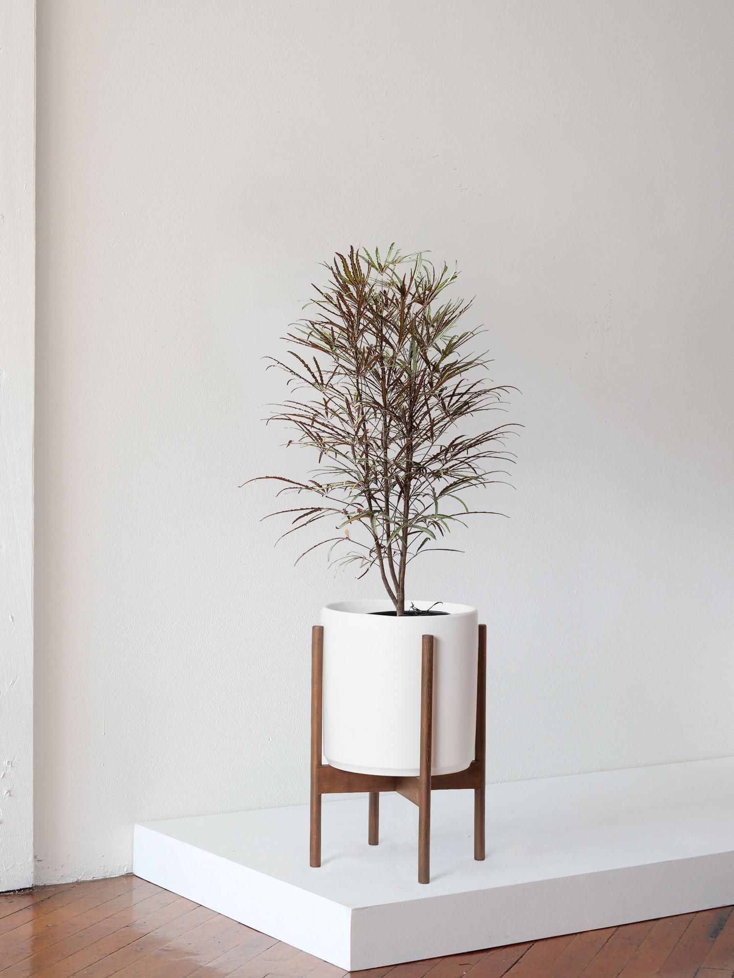 False Aralia Large (3.5 ft tall) – White Mid-Century Ceramic