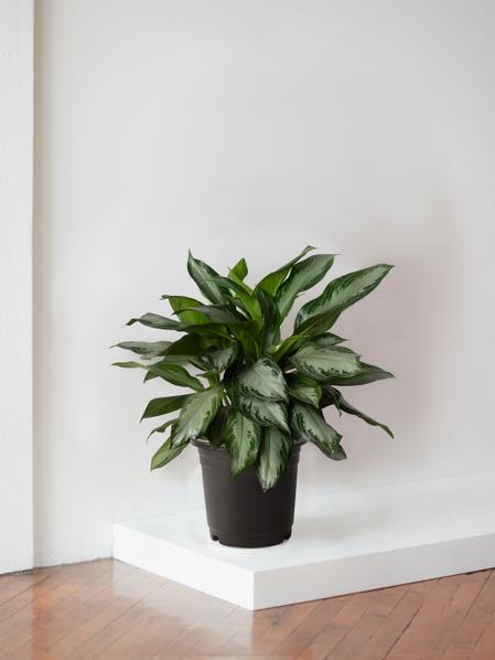 Silver Evergreen