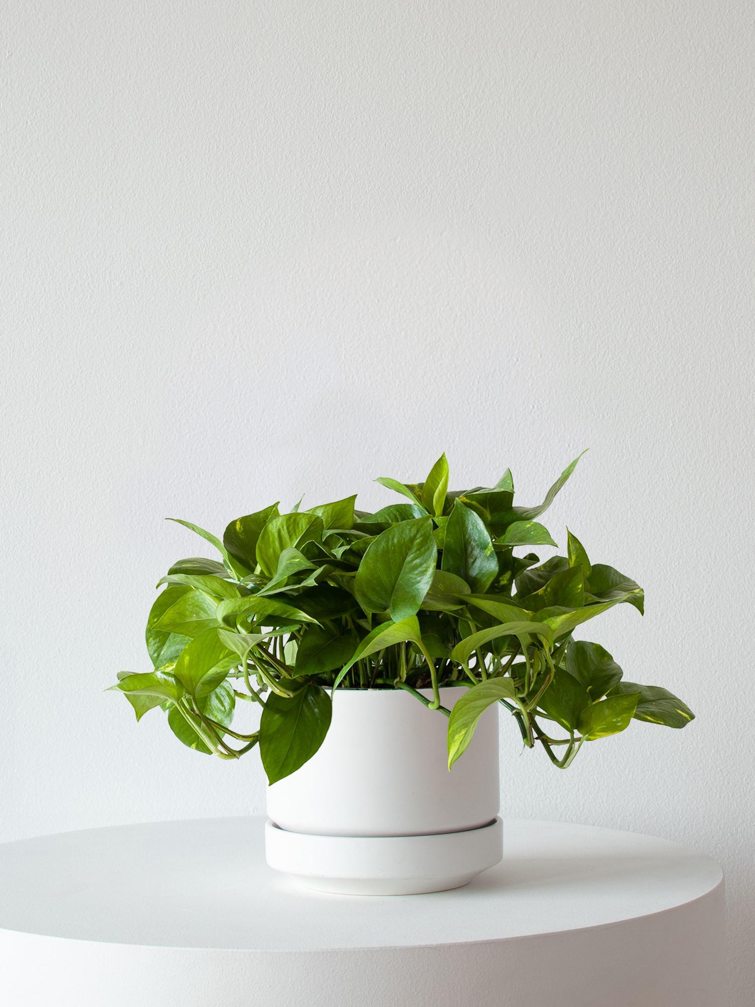 6 Low-Light Office Plants That Survive No Sun (Tested) by Lon & George