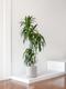 Dracaena Lisa