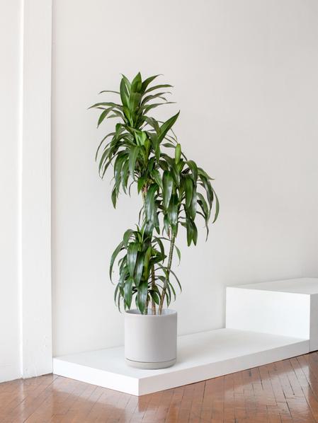 Dracaena Lisa