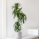 Dracaena Lisa
