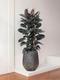 Rubber Tree Abidjan