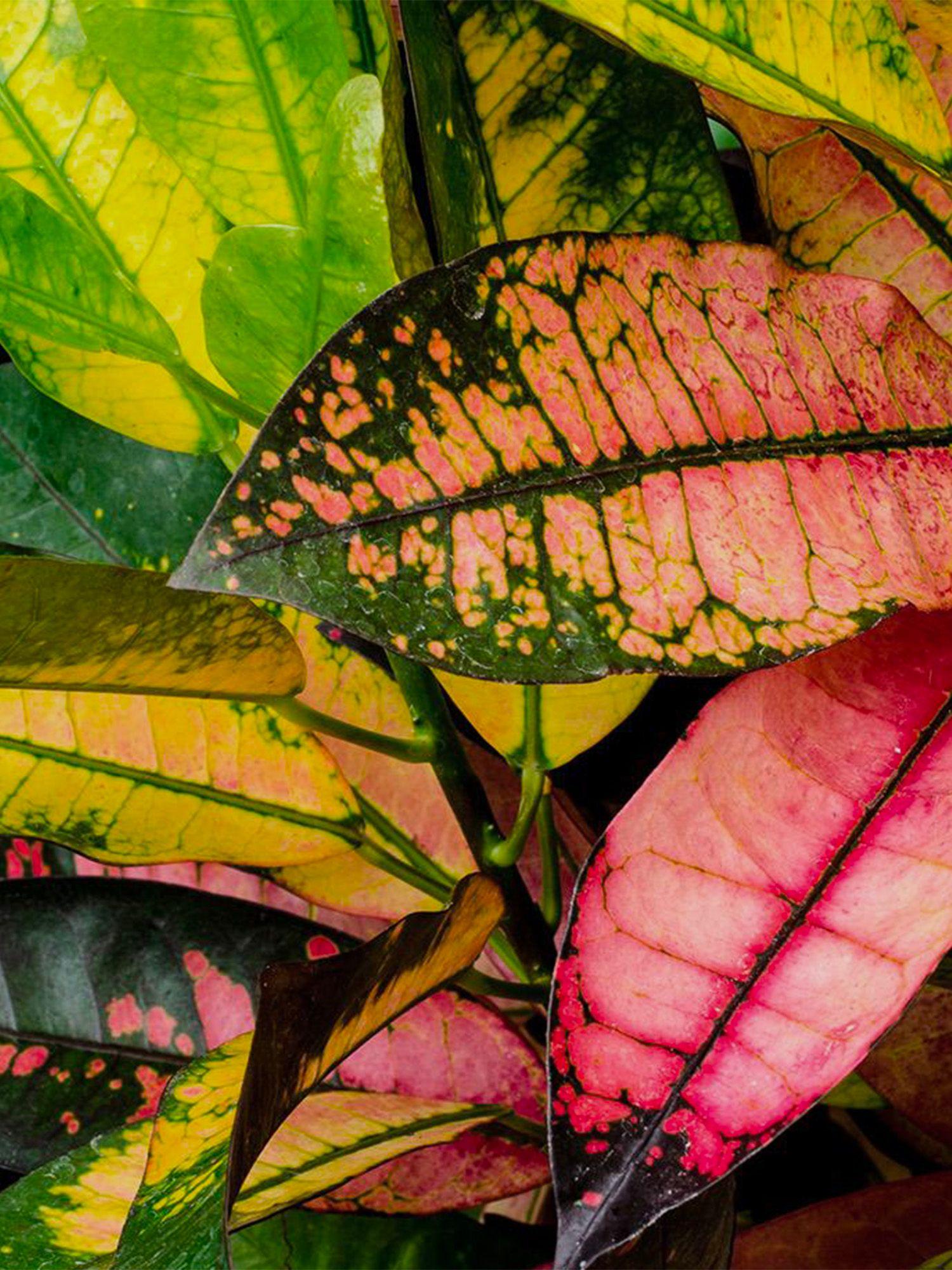 croton-miss-iceton-xlarge-mid-