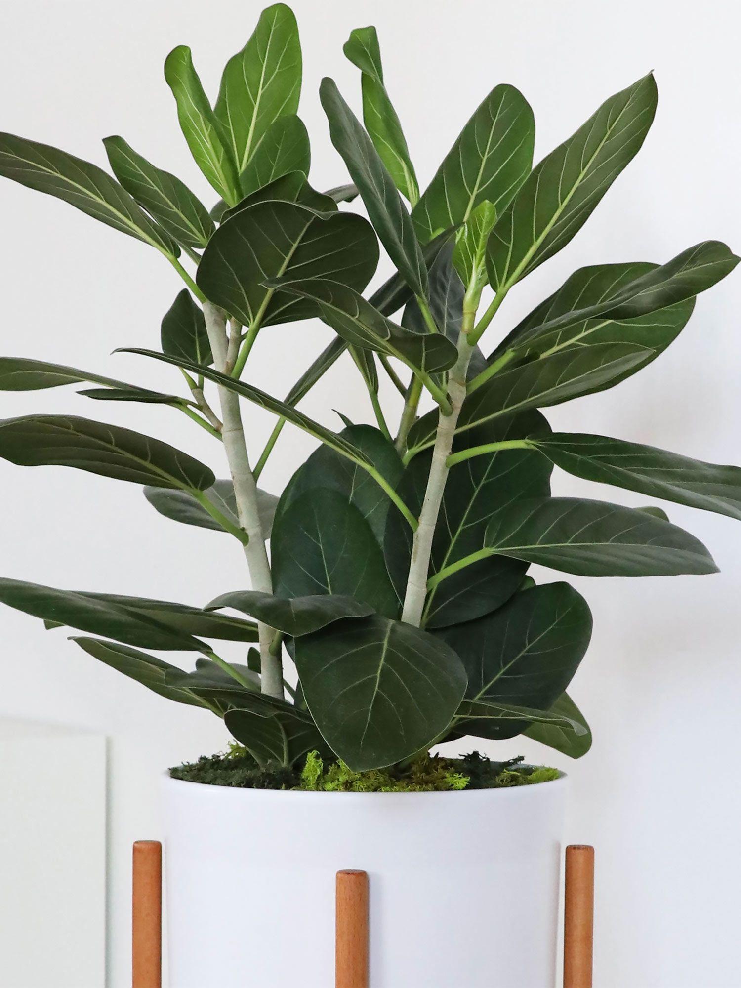 Ficus Audrey - Mid-Century
