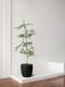 Black Olive Tree