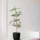 Black Olive Tree