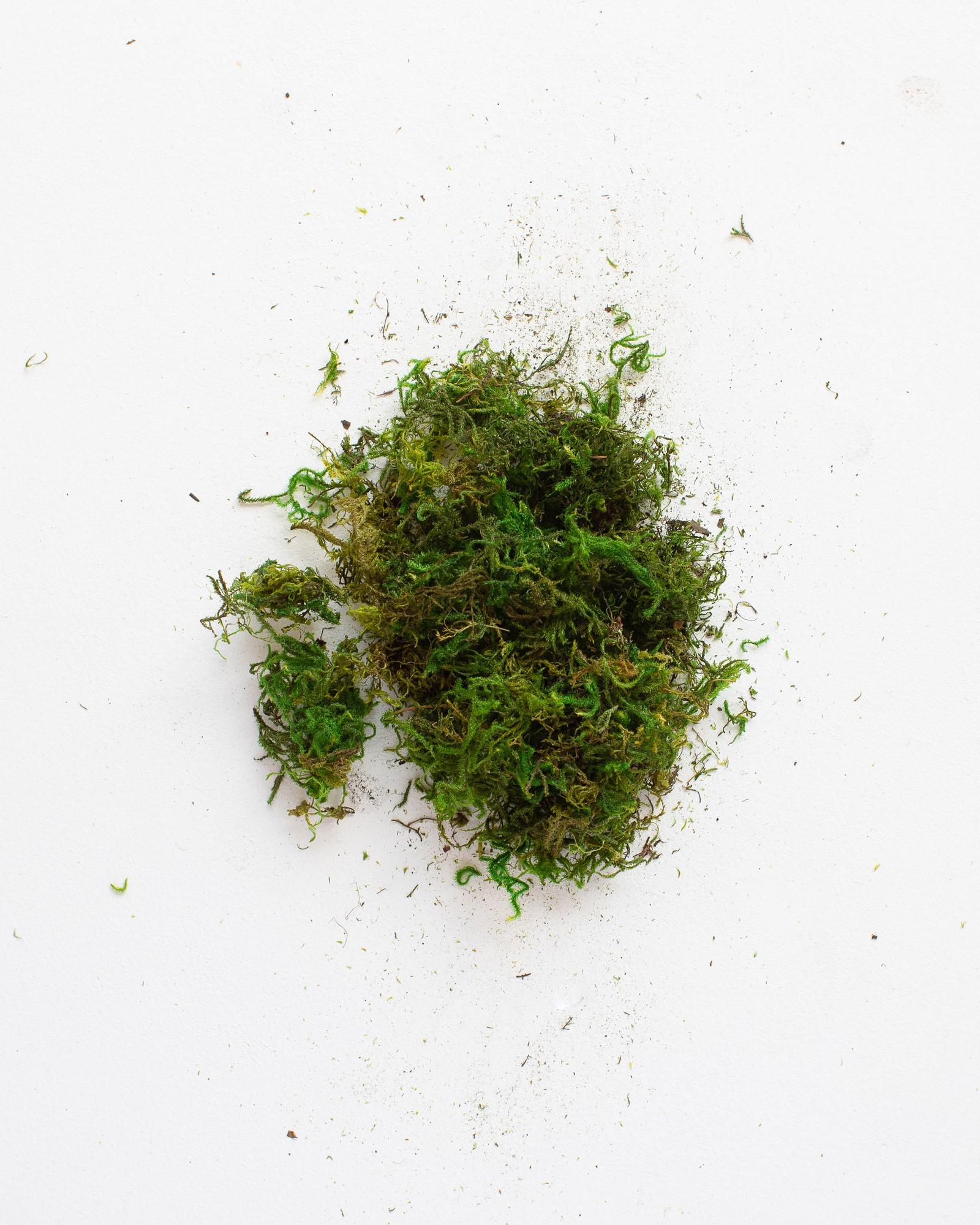 Preserved Forest Moss