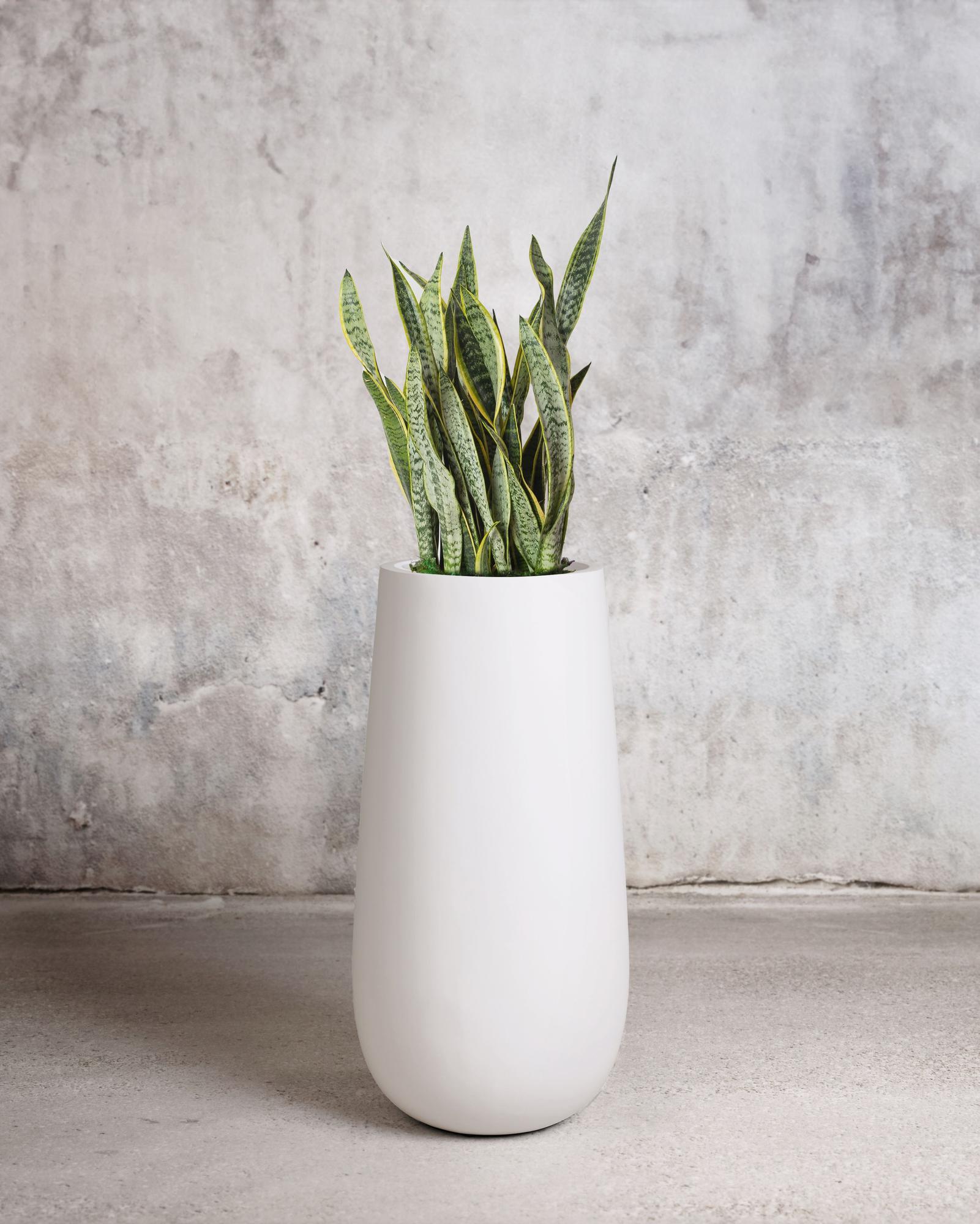 Snake Plant Laurentii With Flute Pot Large 4 – 4 ½ ft tall – White