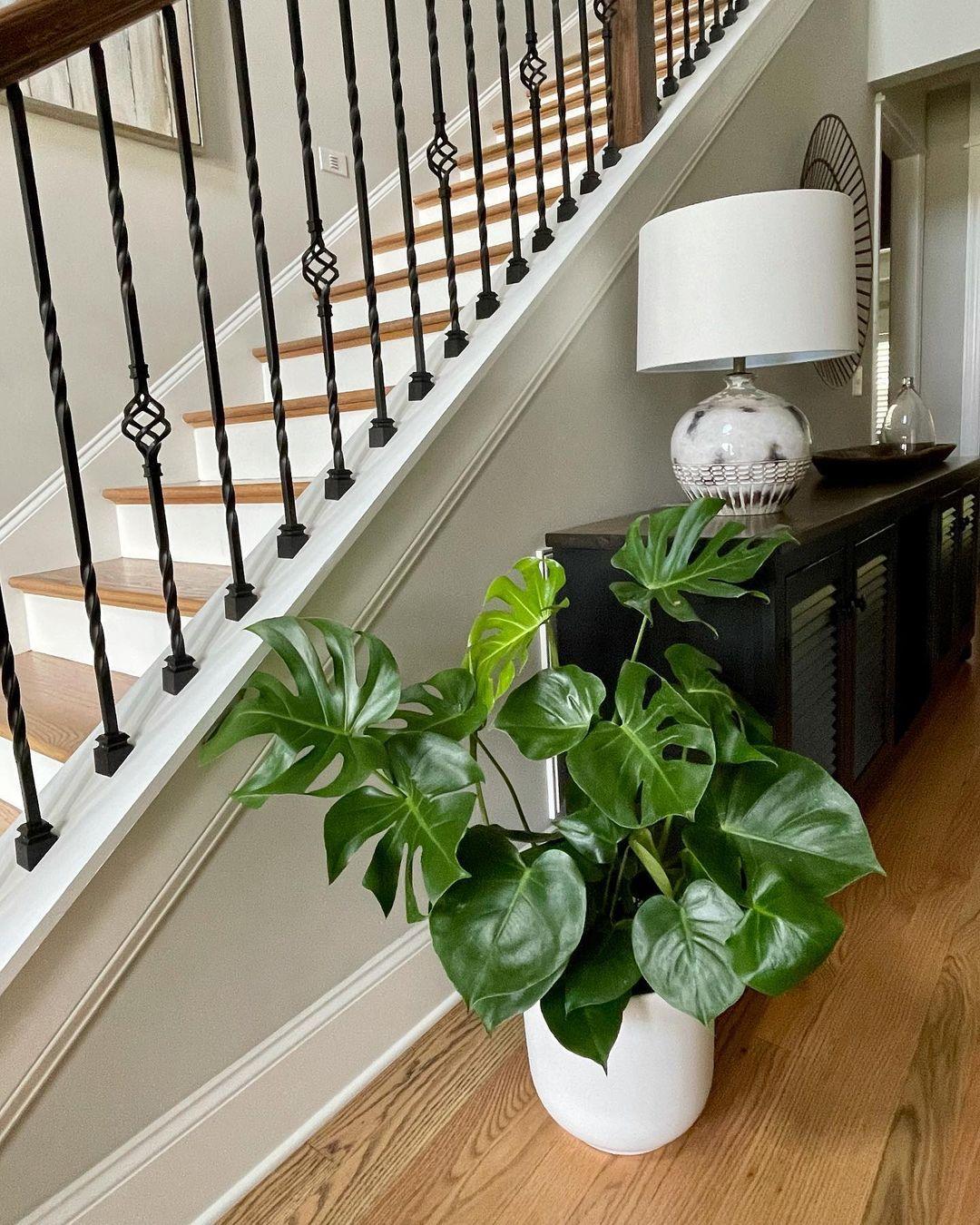 Monstera Deliciosa - White Ceramic