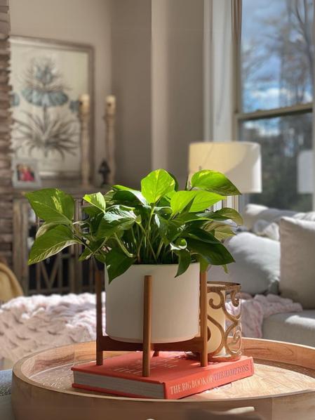 Cascading Pothos
