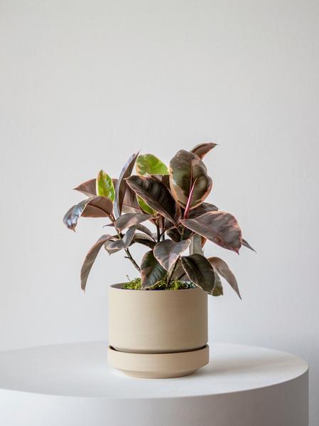 Pink Rubber Plant