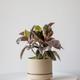Ruby Rubber Plant