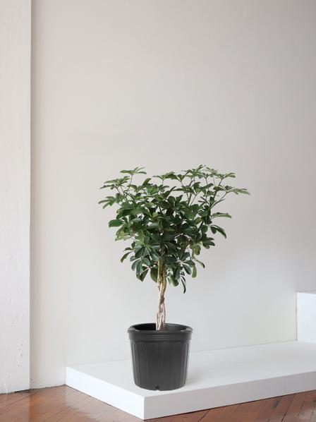 Braided Schefflera Tree