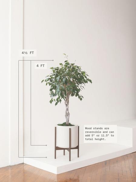 Ficus Benjamina