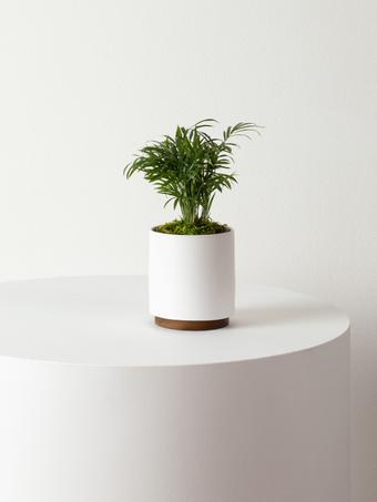 indoor plants picture