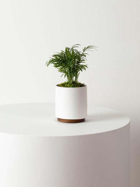 Parlor Palm