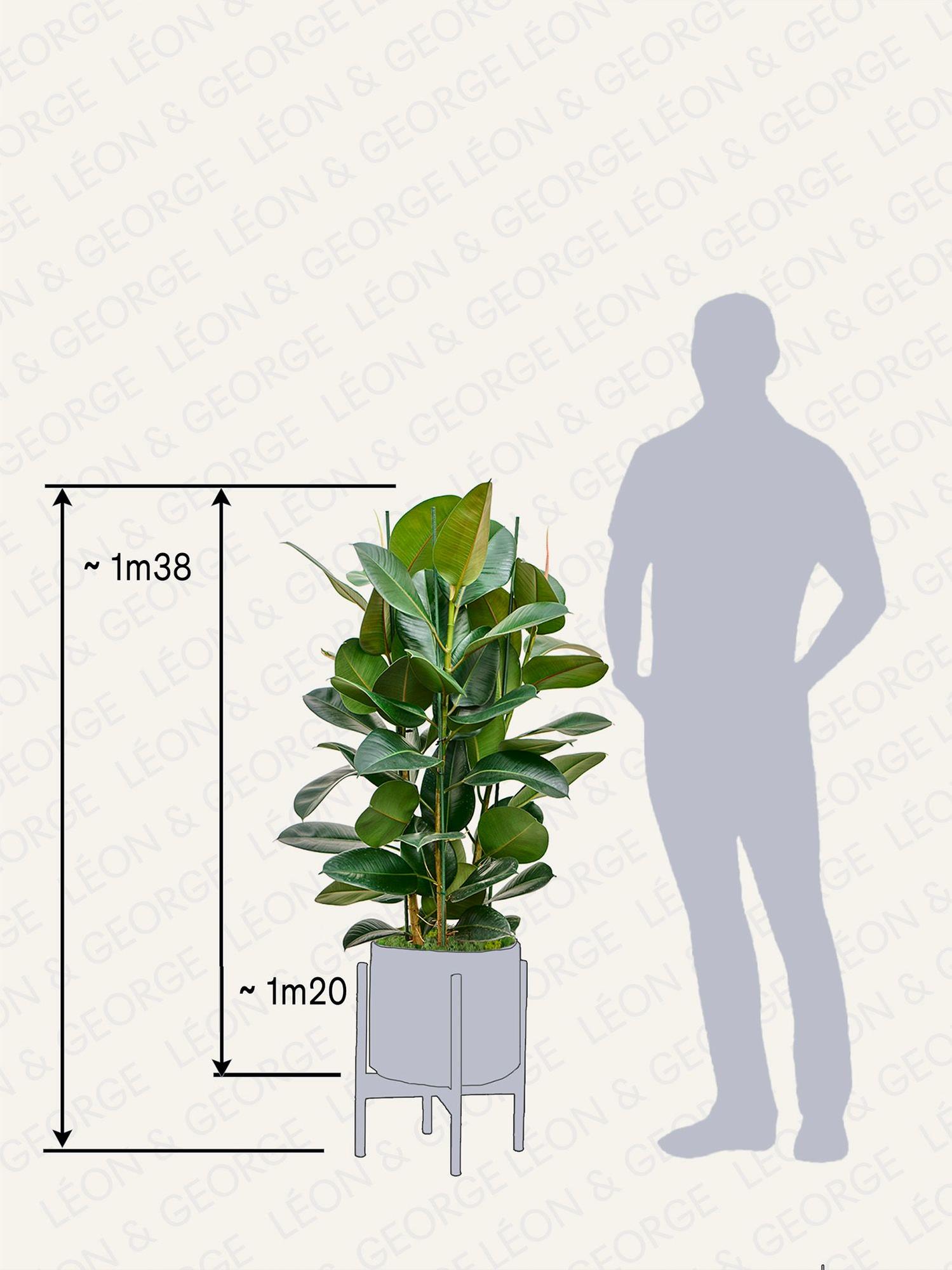 Ficus Elastica Robusta