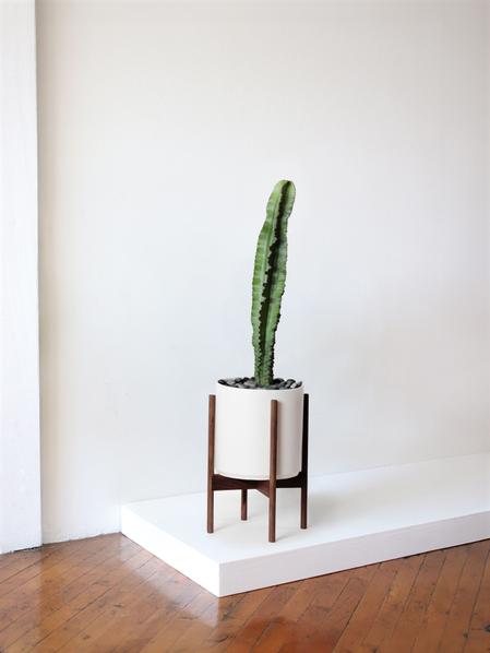Jade Cactus