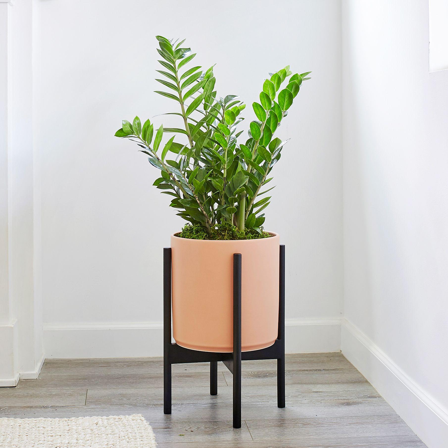 Preserved Forest Moss