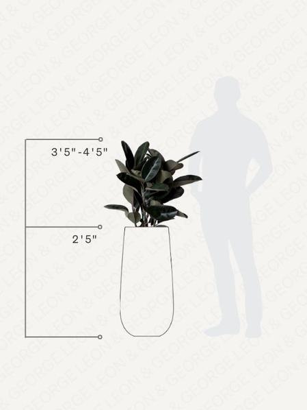 Rubber Tree