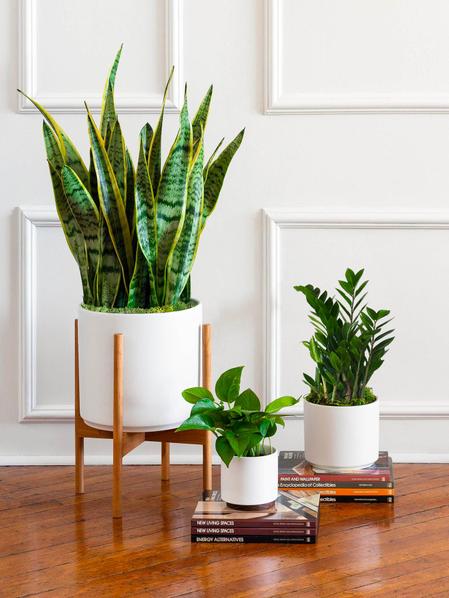 Pack L - Plantes faciles à entretenir