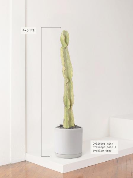 Desert Cactus