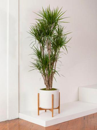 indoor plants picture