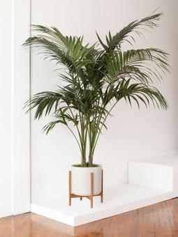 Plantes de salon