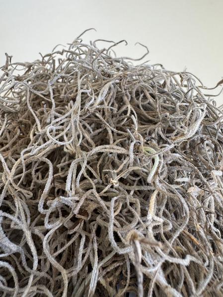 Spanish Moss