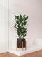 Ficus Audrey Buisson