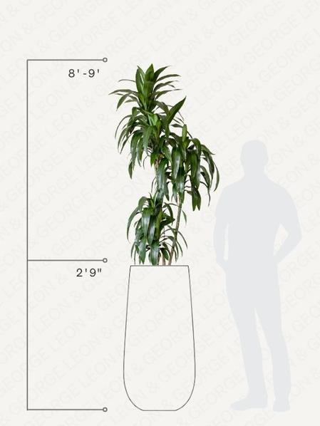 Dracaena Lisa