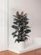 Rubber Tree Abidjan