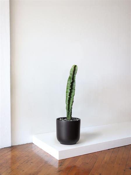 Jade Cactus