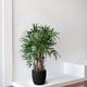 Lady Palm