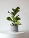 Fiddle Leaf Fig Plant