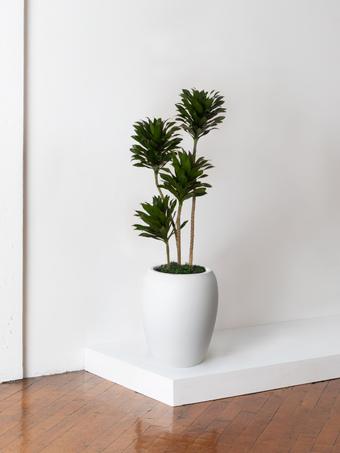 indoor plants picture