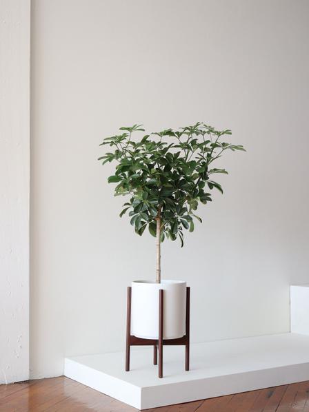 Schefflera Tree