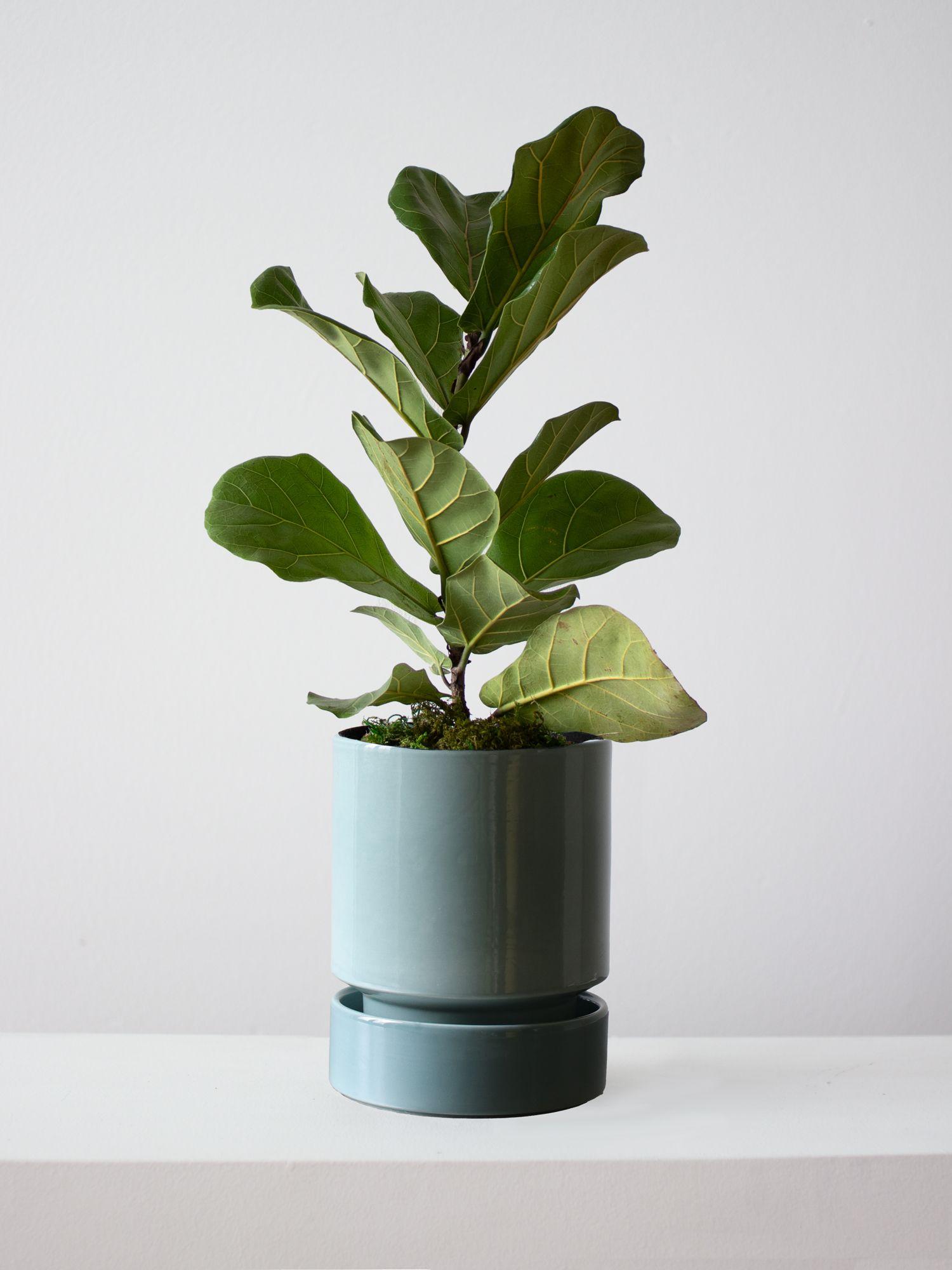 Fiddle Leaf Fig Plant