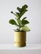 Fiddle Leaf Fig Plant