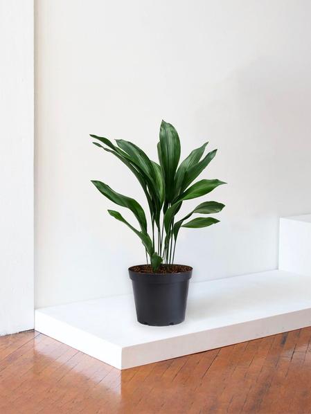 Aspidistra Elatior