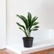 Aspidistra Elatior